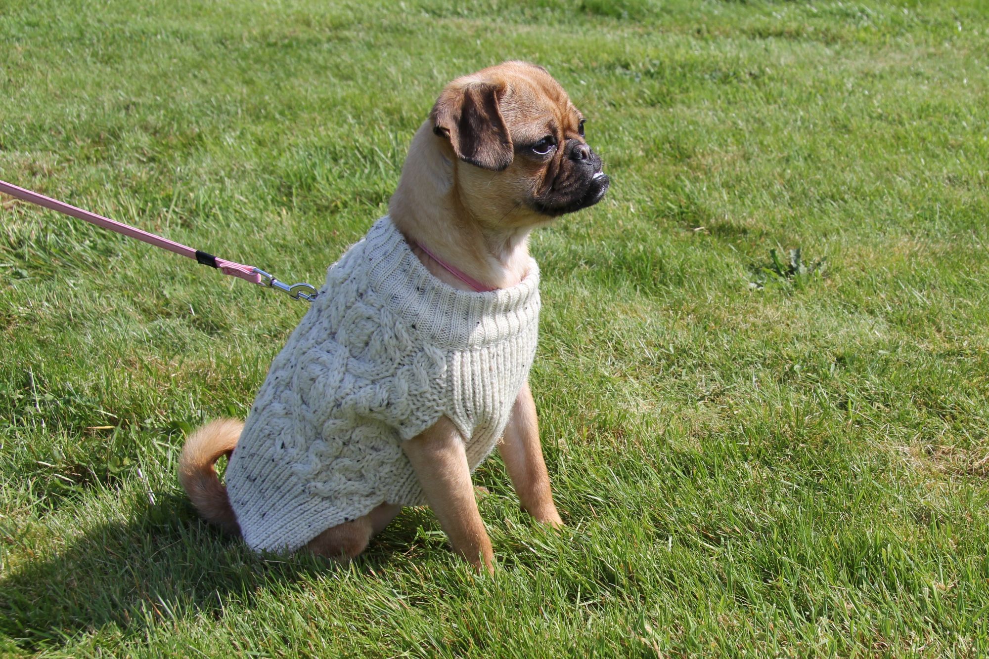 Woollen Dog Sweater